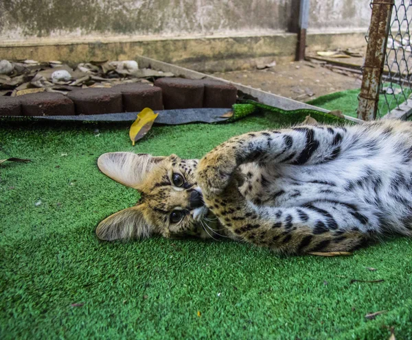 Hermoso gato serval — Foto de Stock