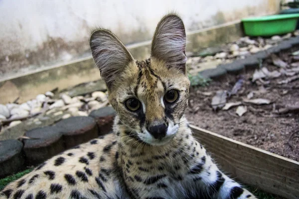 Belo gato serval — Fotografia de Stock