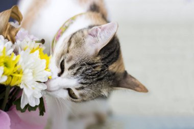 Üç renkli kedi
