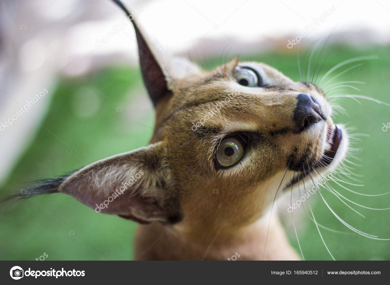 Chat De Caracal Images Libres De Droit Photos De Chat De Caracal Depositphotos Chat De Caracal Images Libres De Droit Photos De Chat De Caracal Depositphotos