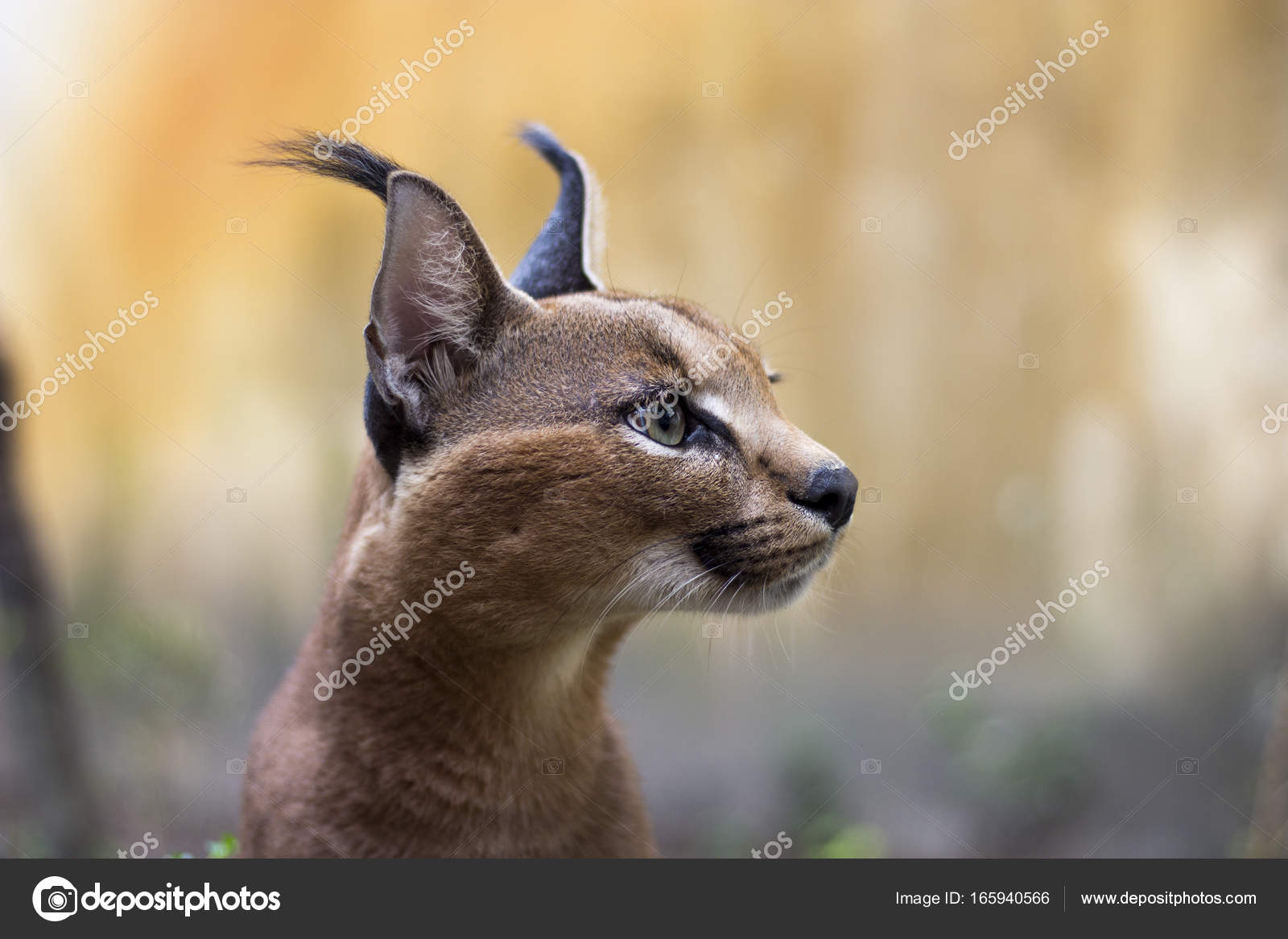 Serwal I Caracal Zdjęcie Stockowe Pe4enyamimi 165940566