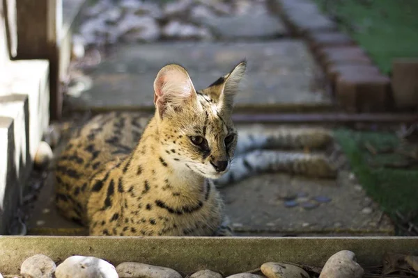 Caracal y serval — Foto de Stock