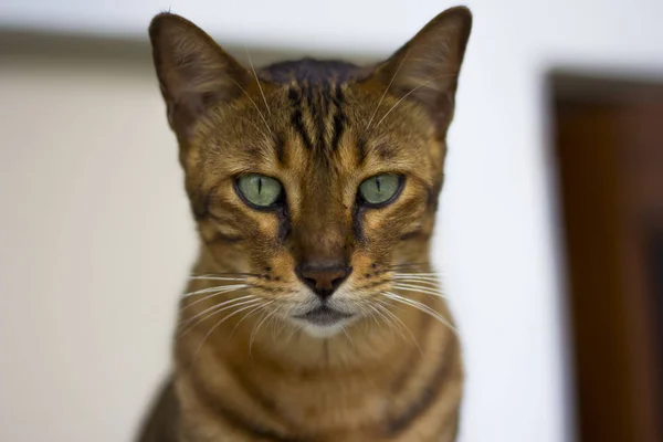 Caracal y serval — Foto de Stock