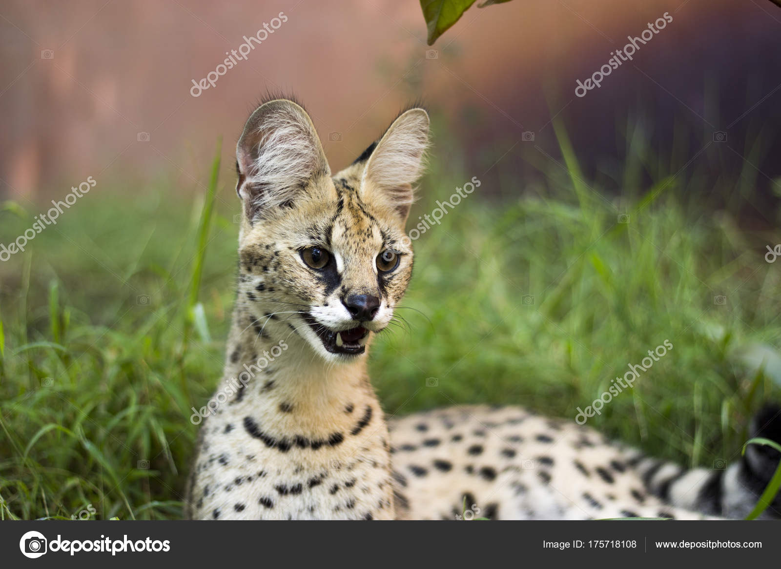 Prachtige Serval Kat — Stockfoto © Pe4enyaMimi 175718108