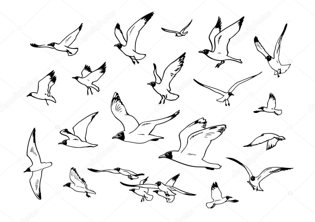Sketch of flying seagulls. Set of sea gulls in different positions. Hand drawn vector illustration isolated on white background.