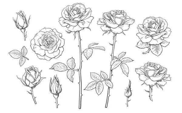 Grande set di fiori di rosa, boccioli, foglie e steli in stile incisione. Illustrazione del vettore disegnato a mano — Vettoriale Stock