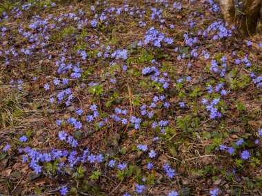 Ormanda mavi çiçekler