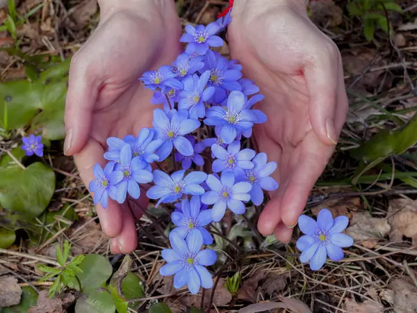 Niebieskie kwiaty w lesie — Zdjęcie stockowe