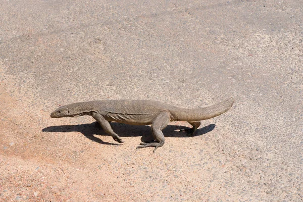 Varan en la calle en Sri Lanka en Hikkaduwa . —  Fotos de Stock