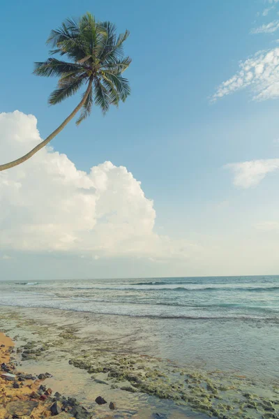 Palm trees on the shore of the Indian Ocean on the beach.