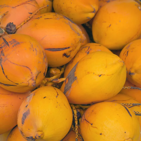 A bunch of yellow ripe royal coconuts. — Stock Photo, Image