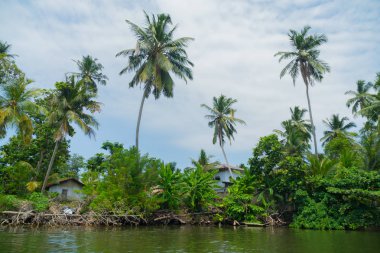 Nehir kıyısında üzerine Hindistan cevizi avuç içi.