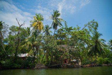 Nehir kıyısında üzerine Hindistan cevizi avuç içi.