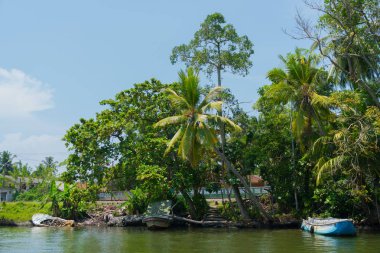 Nehir kıyısında üzerine Hindistan cevizi avuç içi.