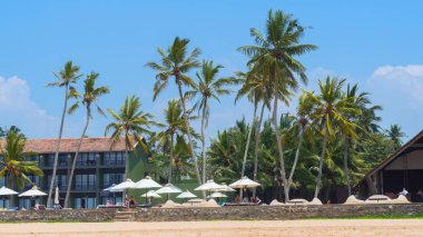 Hint Okyanusu kıyısındaki palmiye ağaçları Hikkaduwa, Sri Lanka sahillerinde.