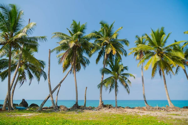 Palmen Tag Auf Dem Ozean — Stockfoto