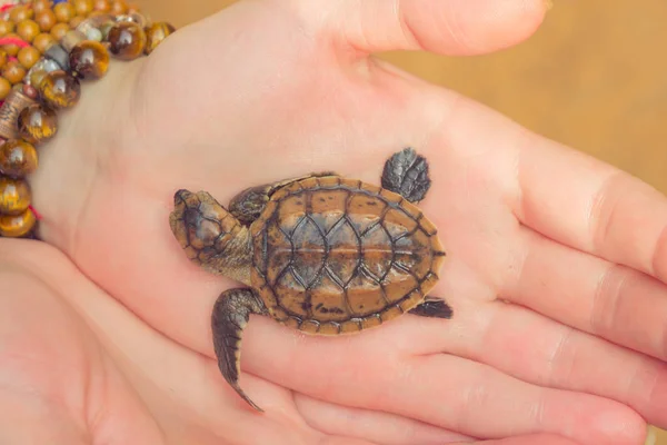 Uma Tartaruga Recém Nascida Mão Homem — Fotografia de Stock