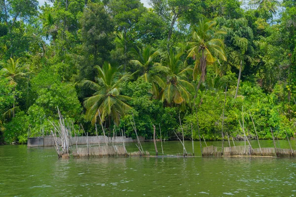 Kokospalmen Ufer Des Flusses — Stockfoto