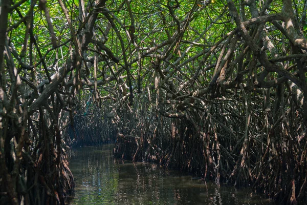 Mangrove Vid Floden Sri Lanka — Stockfoto