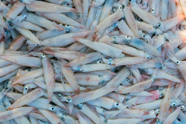 Muchos Pequeños Calamares Recién Capturados — Foto de Stock