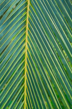 Doku bir palmiye yaprağı.