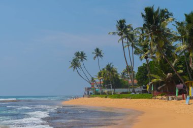 Hint Okyanusu kıyısındaki palmiye ağaçları Hikkaduwa, Sri Lanka sahillerinde.