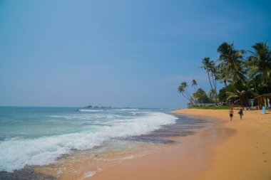 Hint Okyanusu kıyısındaki palmiye ağaçları Hikkaduwa, Sri Lanka sahillerinde.