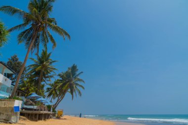 Hint Okyanusu kıyısındaki palmiye ağaçları Hikkaduwa, Sri Lanka sahillerinde.