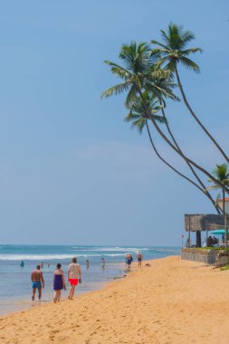 Hint Okyanusu kıyısındaki palmiye ağaçları Hikkaduwa, Sri Lanka sahillerinde.