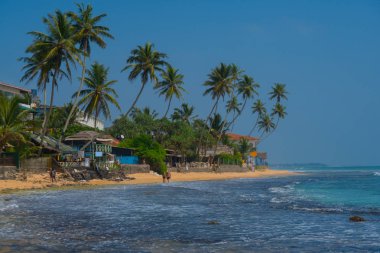 Hint Okyanusu kıyısındaki palmiye ağaçları Hikkaduwa, Sri Lanka sahillerinde.