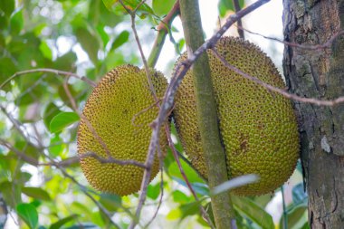 Bir meyve ağacıdır dut, ekmekağacı meyvesi ağacına ilgili aileden nefesi (Artocarpus heterophyllus).