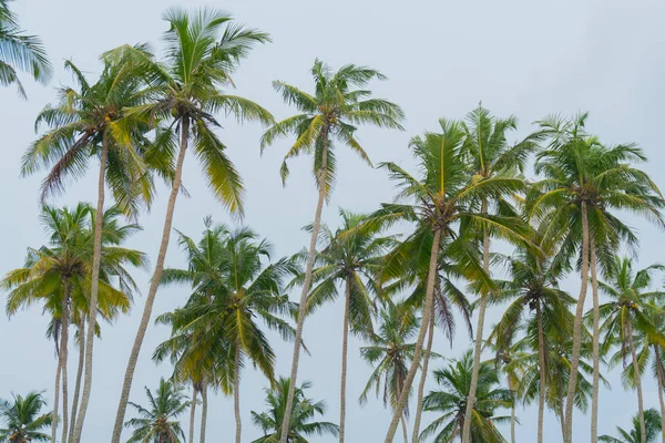 Hohe Palmen Gegen Den Blauen Himmel — Stockfoto