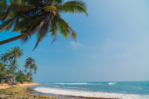Palm trees on the shore of the Indian Ocean on the beach in Hikkaduwa, Sri Lanka.