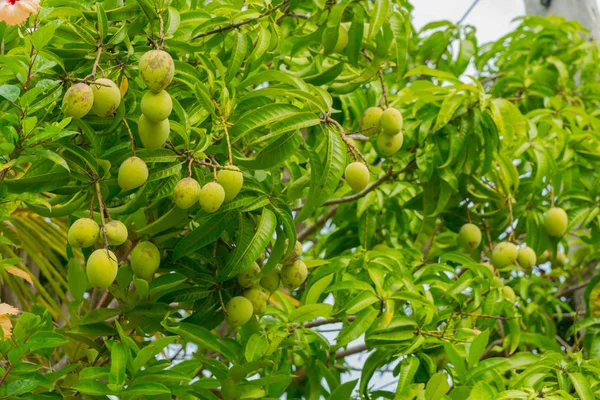 Green mango fruits on the branches of mango tree.