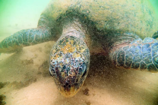 Гигантская Морская Черепаха Водой — стоковое фото