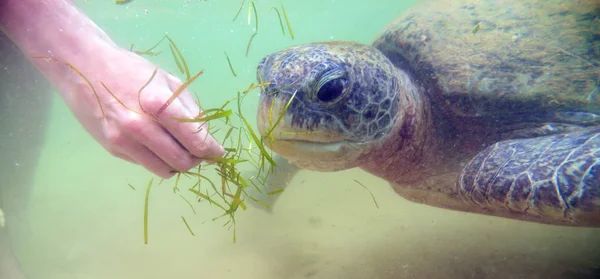 Giant sea turtle under water. — Stock Image Giant Sea Turtle Water Stock Photo