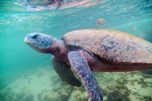 Giant sea turtle under water. — Stock Image Giant Sea Turtle Water Royalty Free Stock Photos