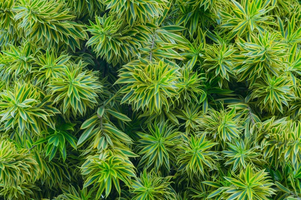 Textura de folhas verdes de uma árvore tropical . — Fotografia de Stock