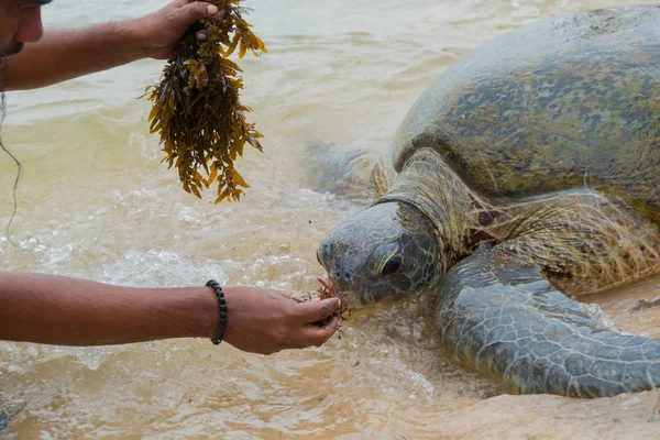 Egy óriás tengeri teknős a sekély víz a felszínre, és egy férfi feedek őt with alga. — Stock Fotó
