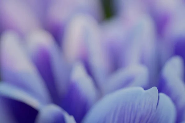 Pétales de fleurs violettes brillantes, douces et veinées . — Photo