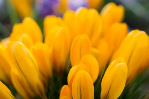 Pąki jasne żółte tulipany. — Zdjęcie stockowe
