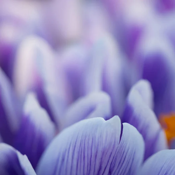 Pétales de fleurs violettes brillantes, douces et veinées . — Photo