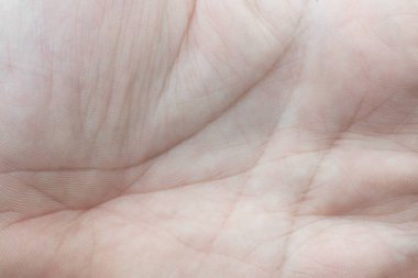 hatları insan palmiye