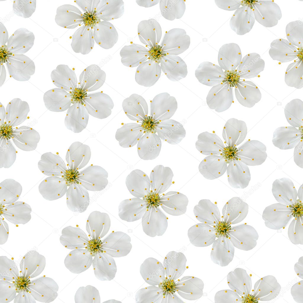 Seamless pattern. White flowers of a cherry on a white backgroun