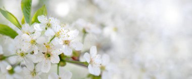 Bahar bahçe düğün töreninde kiraz Şubesi çiçeklenme.