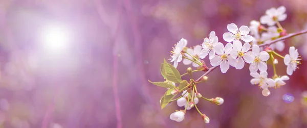 Цвітіння вишневої гілки в весняному саду на церемонії весілля . — стокове фото