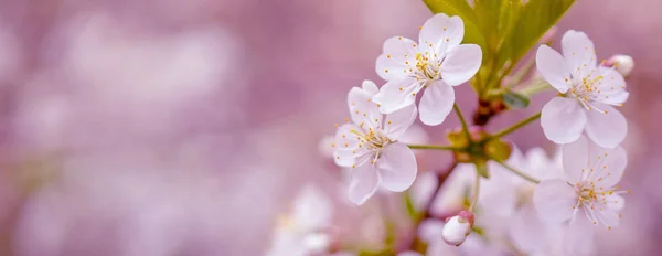 Цвітіння вишневої гілки в весняному саду на церемонії весілля — стокове фото