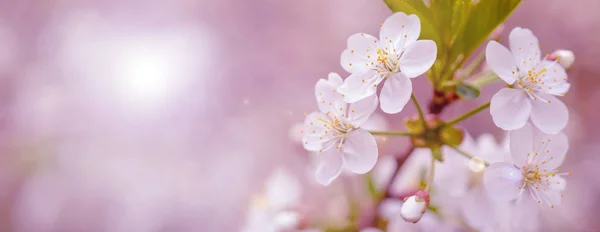 Branche de cerisier en fleurs dans le jardin de printemps au cerem de mariage — Photo