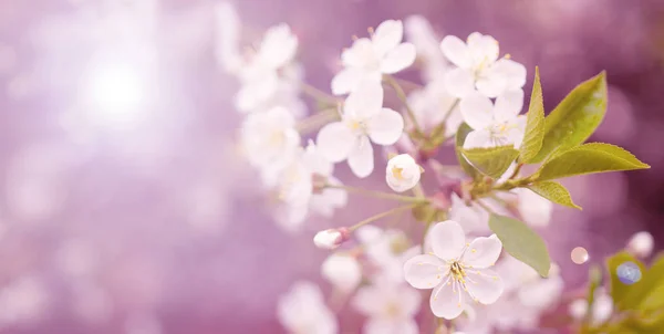 Цвітіння вишневої гілки в весняному саду на церемонії весілля — стокове фото