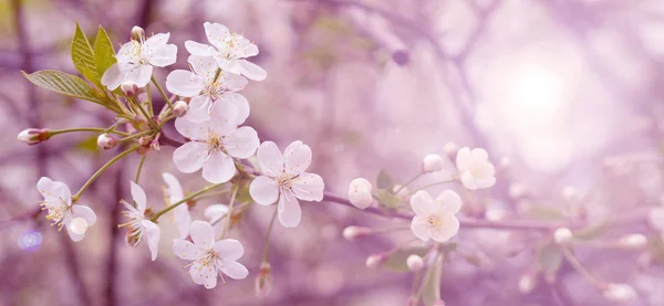 結婚式スカンダールで春の庭で咲いている桜の枝 — ストック写真